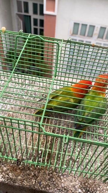 Vẹt Lovebird Xanh lá, đầu đỏ. Mua bán Chim tại Quận Phú Nhuận Tp Hồ Chí Minh được đăng bởi Thuý An hình 1