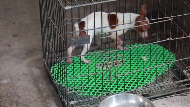 Phốc bò sữa gần 2 cân cái tơ. Mua bán Chó tại Huyện Mỹ Đức Hà Nội được đăng bởi Lương Thanh Liêm hình 1