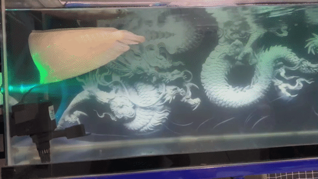 Cá cảnh Bạc Khỏe mạnh. Mua bán Thú cưng khác tại Thành phố Thuận An Bình Dương được đăng bởi Khac Vinh hình 1