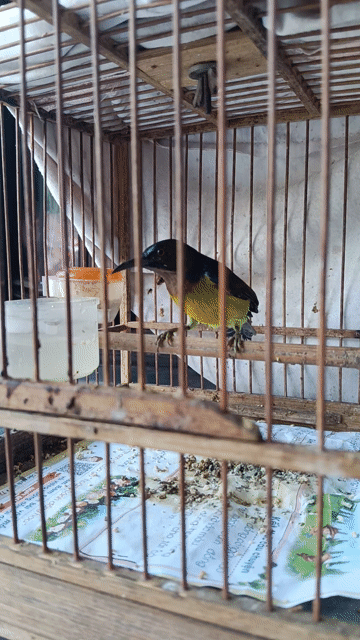 Chim cảnh Xanh tím hót hay. Mua bán Chim tại Quận Tân Phú Tp Hồ Chí Minh được đăng bởi a ba hình 1