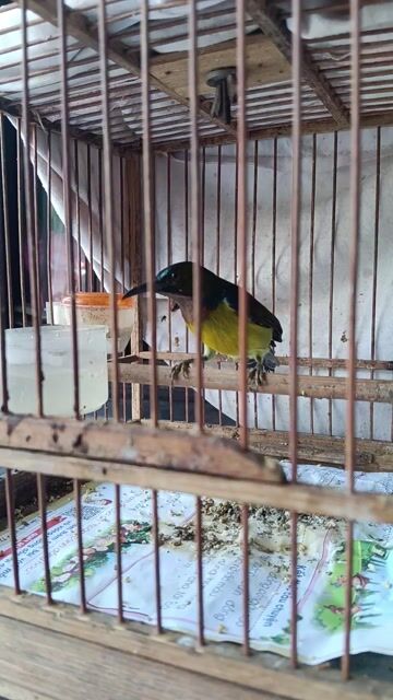 Chim cảnh Xanh tím hót hay. Mua bán Chim tại Quận Tân Phú Tp Hồ Chí Minh được đăng bởi a ba hình 1