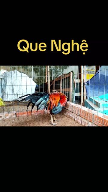 Que nghệ mẻ thành tích tốt 3ki. Mua bán Gà tại Quận Ninh Kiều Cần Thơ được đăng bởi Anh Ba Bến Tre hình 1