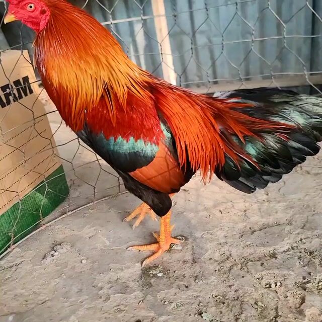 Gà chọi Điều vàng 2.8kg Đực. Mua bán Gà tại Thị xã Tân Châu An Giang được đăng bởi Quang Tuấn hình 1