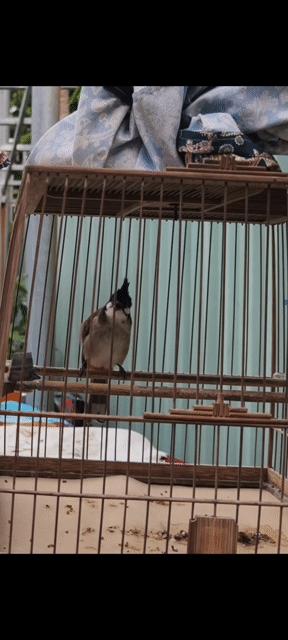 hàng avi mới tách . Mua bán Chim tại Quận 12 Tp Hồ Chí Minh được đăng bởi vo van khánh hình 1