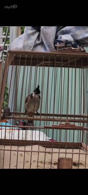 hàng avi mới tách . Mua bán Chim tại Quận 12 Tp Hồ Chí Minh được đăng bởi vo van khánh hình 1