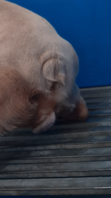 Chó bull pháp cái from chuẩn. Mua bán Chó tại Huyện Bình Chánh Tp Hồ Chí Minh được đăng bởi Nguyễn Văn Tuấn hình 1