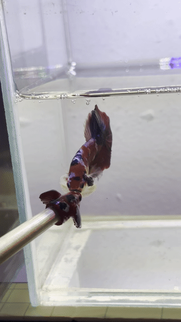 Cá Betta Red Galaxy. Mua bán Thú cưng khác tại Huyện Hóc Môn Tp Hồ Chí Minh được đăng bởi 3979 hình 1