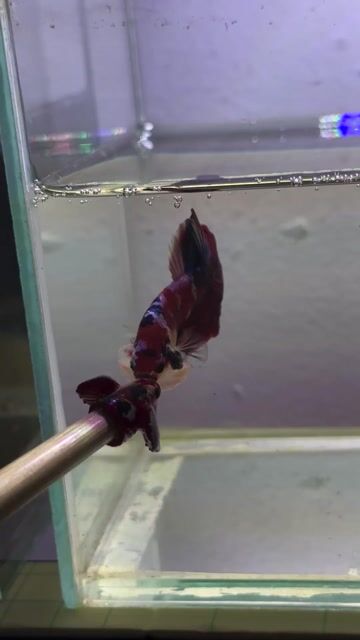 Cá Betta Red Galaxy. Mua bán Thú cưng khác tại Huyện Hóc Môn Tp Hồ Chí Minh được đăng bởi 3979 hình 1