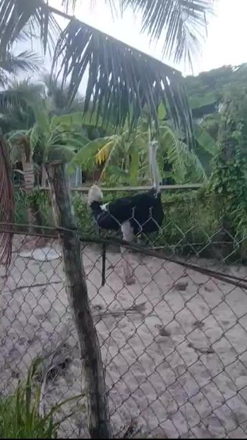 Đà điểu 2 con đã sinh sản. Mua bán Thú cưng khác tại Huyện Bắc Bình Bình Thuận được đăng bởi Nguyễn tấn long hình 1