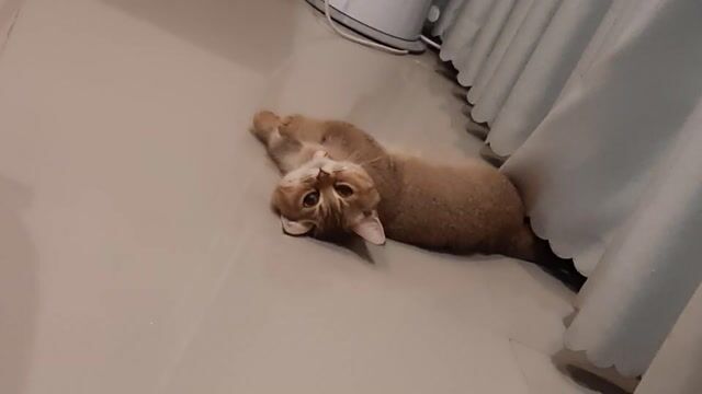 Mèo Anh lông ngắn đực 8 tháng vàng đồng. Mua bán Mèo tại Quận Gò Vấp Tp Hồ Chí Minh được đăng bởi  Thanh Bình hình 1