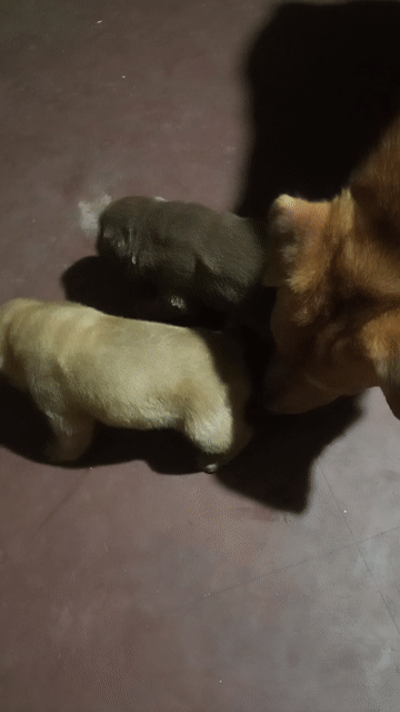 bán 2 bé gái mông cộc đẹp xuất sắc ko tì vết. Mua bán Chó tại Quận Hải An Hải Phòng được đăng bởi Hải phòng hình 1