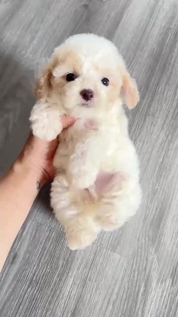Chó Poodle Trắng kem. Mua bán Chó tại Quận Đống Đa Hà Nội được đăng bởi Châu Anh hình 1