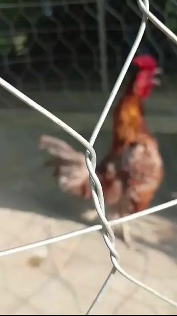 Gà chọi 1.1kg Đực Khỏe mạnh. Mua bán Gà tại Huyện Càng Long Trà Vinh được đăng bởi TN hình 1