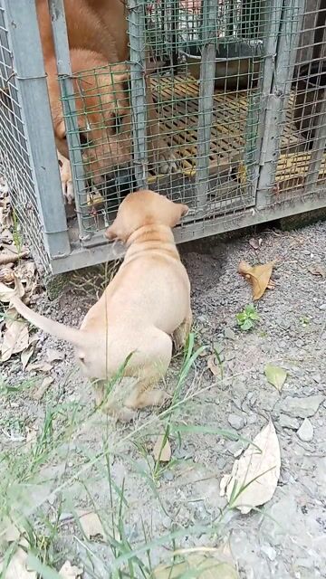 Chó Phú Quốc cái 2 tháng. Mua bán Chó tại Huyện Củ Chi Tp Hồ Chí Minh được đăng bởi HÒA TRẦN 1 hình 1