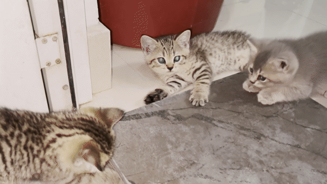 Mèo Anh lông ngắn đực xám 2 tháng. Mua bán Mèo tại Quận 12 Tp Hồ Chí Minh được đăng bởi Châu Quốc Kiệt hình 1