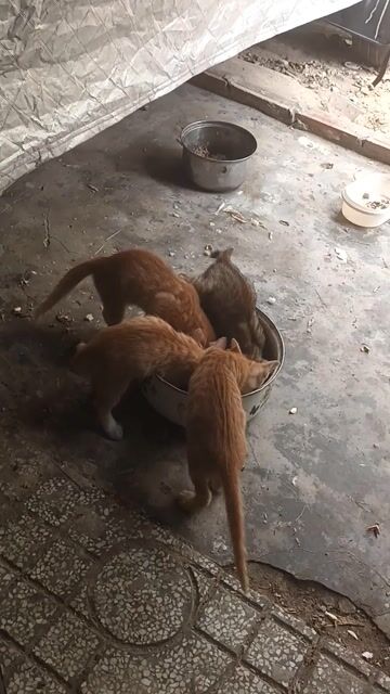 Mèo 1.5 tháng Vàng cam. Mua bán Mèo tại Huyện Củ Chi Tp Hồ Chí Minh được đăng bởi Phúc Do hình 1