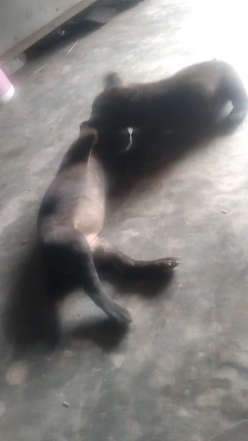 Chó Phú Quốc lai rê. Mua bán Chó tại Huyện Tam Nông Đồng Tháp được đăng bởi Thú Cưng  hình 1