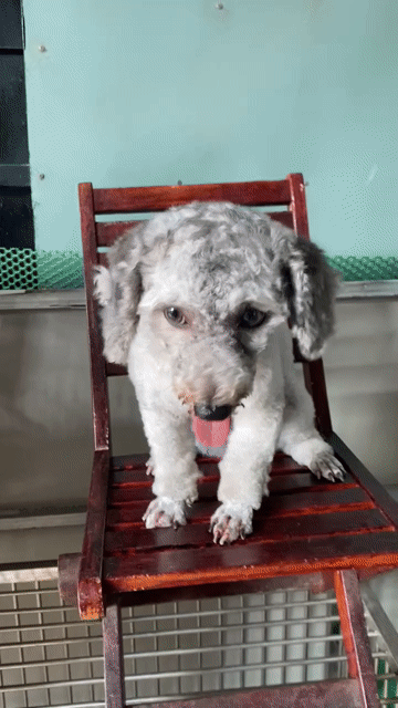 Cái tơ xám khói sáng ánh sô. Mua bán Chó tại Quận 8 Tp Hồ Chí Minh được đăng bởi PET SHOP NẮNG hình 1