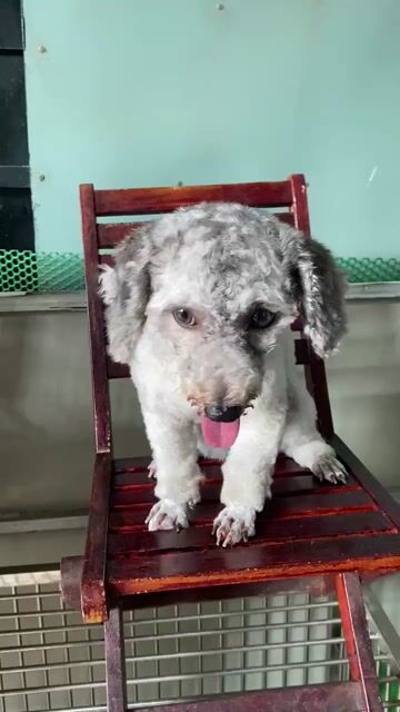Cái tơ xám khói sáng ánh sô. Mua bán Chó tại Quận 8 Tp Hồ Chí Minh được đăng bởi PET SHOP NẮNG hình 1