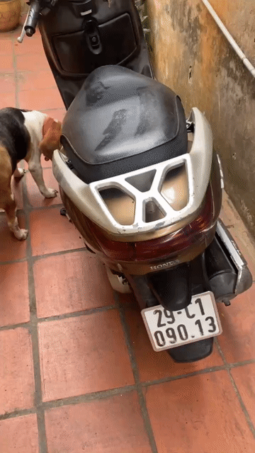 Honda Lead màu Nâu. Mua bán Xe máy tại Quận Hai Bà Trưng Hà Nội được đăng bởi cuong hình 1