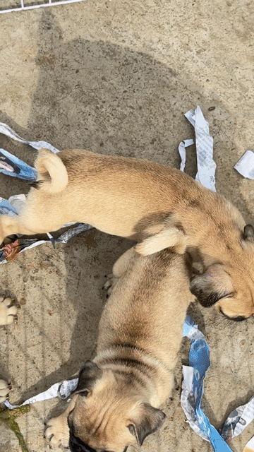 Chó con pug mặt xệ , đáng yêu, thông minh. Mua bán Chó tại Huyện Bình Chánh Tp Hồ Chí Minh được đăng bởi mini pet house sài gòn hình 1