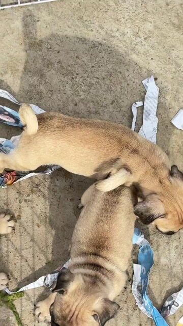 Chó con pug mặt xệ , đáng yêu, thông minh. Mua bán Chó tại Huyện Bình Chánh Tp Hồ Chí Minh được đăng bởi mini pet house sài gòn hình 1