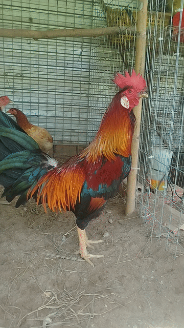  Điều xanh 2.9kg. Mua bán Gà tại Huyện Châu Thành Kiên Giang được đăng bởi Hhhhhhh hình 1