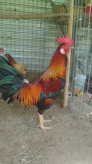  Điều xanh 2.9kg. Mua bán Gà tại Huyện Châu Thành Kiên Giang được đăng bởi Hhhhhhh hình 1