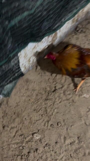 Gà khét chân trắng hai chốt đen. Mua bán Gà tại Huyện Châu Thành Sóc Trăng được đăng bởi Tèo Em hình 1