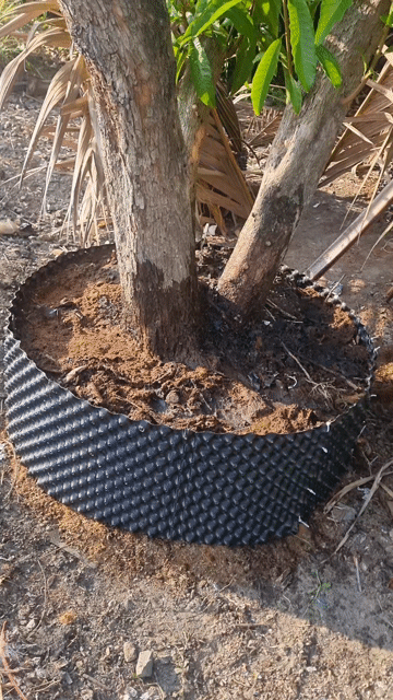 Cây cảnh Lekima Đã dâm ủ. Mua bán Cây cảnh, đồ trang trí tại Huyện Châu Thành Sóc Trăng được đăng bởi Djeu Ede hình 1