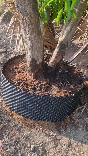 Cây cảnh Lekima Đã dâm ủ. Mua bán Cây cảnh, đồ trang trí tại Huyện Châu Thành Sóc Trăng được đăng bởi Djeu Ede hình 1