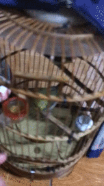 Chim vành khuyên non trống. Mua bán Chim tại Quận Ba Đình Hà Nội được đăng bởi Nguyễn Quang Trung hình 1
