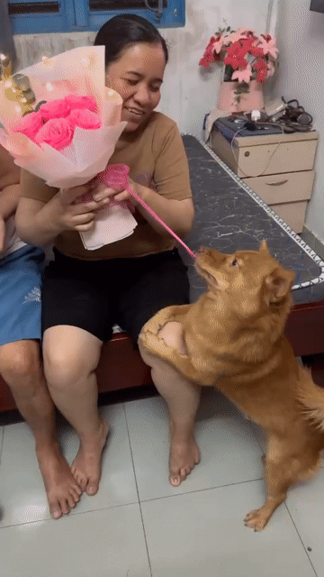 chó phèn dễ thương thông minh biết ngủ trên giường. Mua bán Chó tại Huyện Xuyên Mộc Bà Rịa - Vũng Tàu được đăng bởi Trần Tấn Thành hình 1