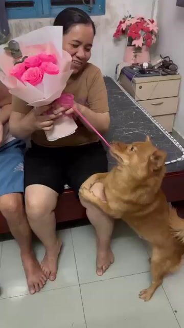 chó phèn dễ thương thông minh biết ngủ trên giường. Mua bán Chó tại Huyện Xuyên Mộc Bà Rịa - Vũng Tàu được đăng bởi Trần Tấn Thành hình 1