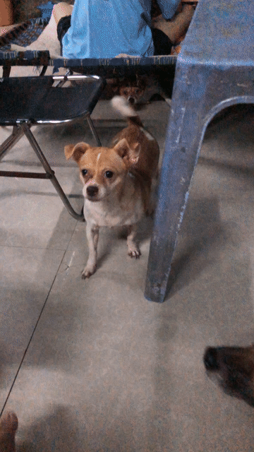 Chó Chihuahua nhỏ Nâu trắng Lanh lợi. Mua bán Chó tại Quận 12 Tp Hồ Chí Minh được đăng bởi Quân hình 1