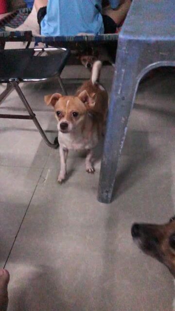 Chó Chihuahua nhỏ Nâu trắng Lanh lợi. Mua bán Chó tại Quận 12 Tp Hồ Chí Minh được đăng bởi Quân hình 1