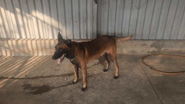 Chó Malinois Bỉ Đực/Cái Nâu Vàng. Mua bán Chó tại Thị xã Tân Uyên Bình Dương được đăng bởi Hưng huy hưng phát hình 1
