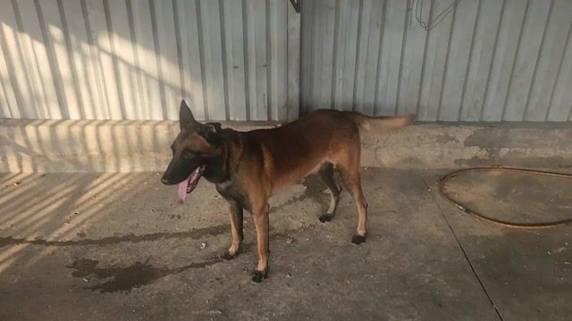 Chó Malinois Bỉ Đực/Cái Nâu Vàng. Mua bán Chó tại Thị xã Tân Uyên Bình Dương được đăng bởi Hưng huy hưng phát hình 1