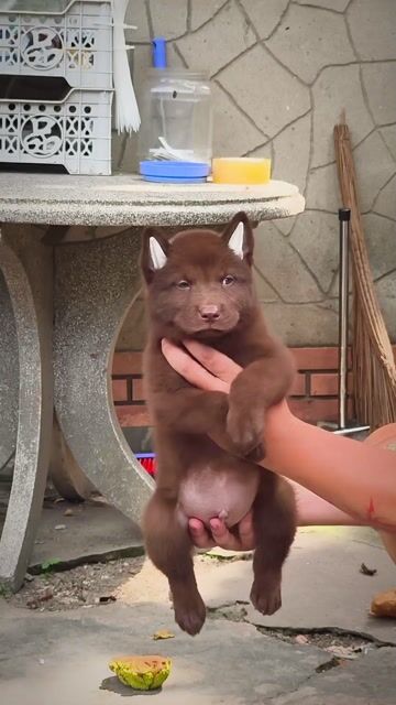 Chó Mông Cộc Đực Nâu Đỏ Tuyền Màu + Lưỡi Đốm Nhiều. Mua bán Chó tại Quận Gò Vấp Tp Hồ Chí Minh được đăng bởi Shop SH Và Chó Cộc Sài Gòn hình 1