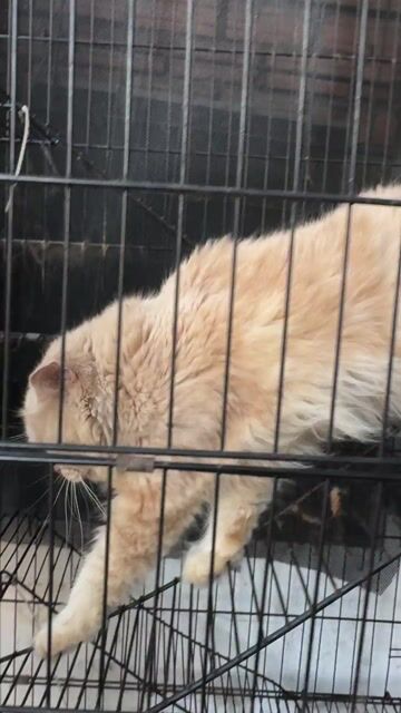 gả nguyên bầy bố mẹ 2 con. Mua bán Mèo tại Quận 11 Tp Hồ Chí Minh được đăng bởi hùng hình 1