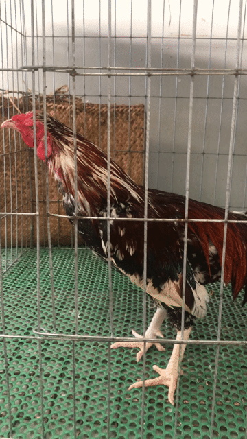Gà 2.9kg 15 tháng. Mua bán Gà tại Quận Tân Bình Tp Hồ Chí Minh được đăng bởi Siêu Mỹ Việt  hình 1