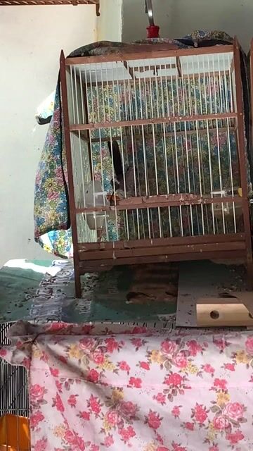Chim mái trắng đen. Mua bán Chim tại Quận 10 Tp Hồ Chí Minh được đăng bởi Trường Nguyễn  hình 1