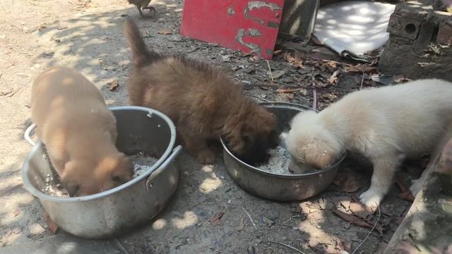 Chó con Nâu, vàng kem. Mua bán Chó tại Huyện Đông Hưng Thái Bình được đăng bởi Anh Vũ hình 1