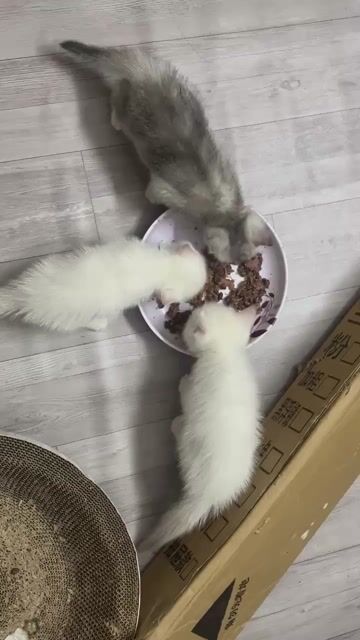 Mèo con Trắng khỏe mạnh. Mua bán Mèo tại Quận Bình Tân Tp Hồ Chí Minh được đăng bởi Huỳnh Như hình 1