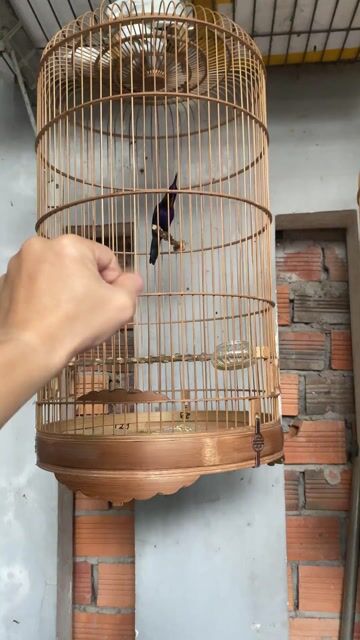 Bộ tía ô 3 mùa, chơi ầm ầm, bắn ak tối ngày. Mua bán Chim tại Quận Ninh Kiều Cần Thơ được đăng bởi An hình 1