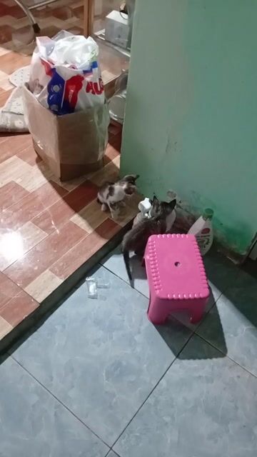 Mèo con Đa sắc. Mua bán Mèo tại Huyện Củ Chi Tp Hồ Chí Minh được đăng bởi Tran Van Tam hình 1