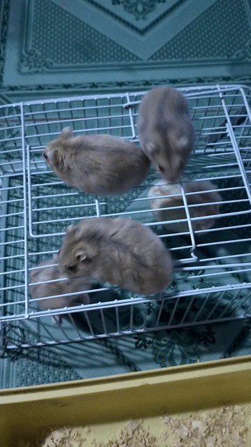 Chuột Hamster trưởng thành Đực Cái Nâu nhạt. Mua bán Thú cưng khác tại Huyện Vũng Liêm Vĩnh Long được đăng bởi Nguyễn Nam hình 1