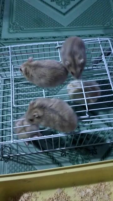 Chuột Hamster trưởng thành Đực Cái Nâu nhạt. Mua bán Thú cưng khác tại Huyện Vũng Liêm Vĩnh Long được đăng bởi Nguyễn Nam hình 1
