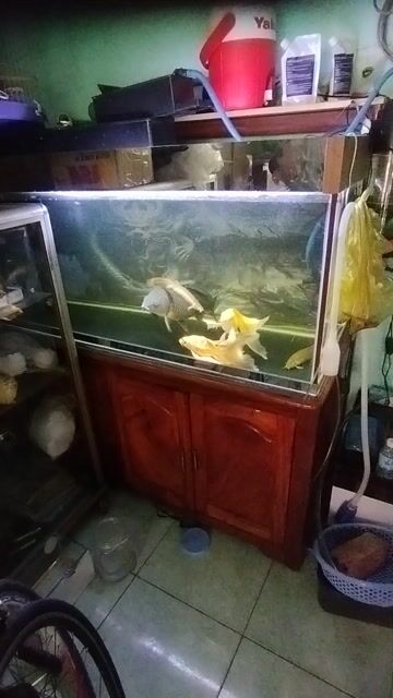 Hồ cá cảnh Gỗ Căm Xe Nâu 150x50x60cm. Mua bán Phụ kiện, Thức ăn, Dịch vụ tại Thành phố Biên Hòa Đồng Nai được đăng bởi Nguyễn Hoàng  hình 1