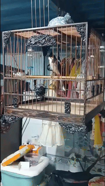 Chim cảnh khỏe mạnh, nhanh nhẹn. Mua bán Chim tại Quận 7 Tp Hồ Chí Minh được đăng bởi Van Trung hình 1